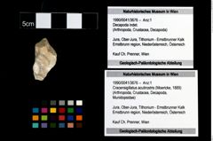 Foto (Objekt + Etikett) von Cracensigillatus acutirostris (Moericke, 1889)  (NHMW-GEO-1990-0041-3676)